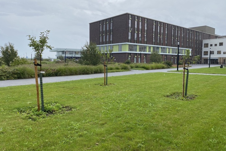 Appelbomen groeien goed