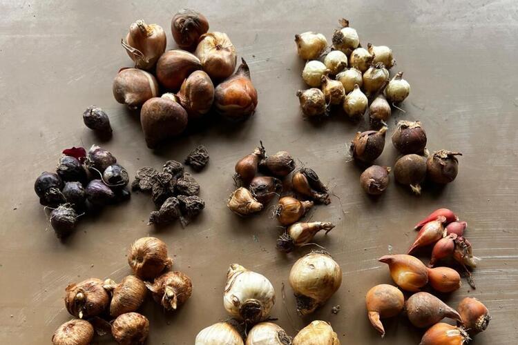 Bollenverkoop op 6 oktober as. in het Ommelander Ziekenhuis