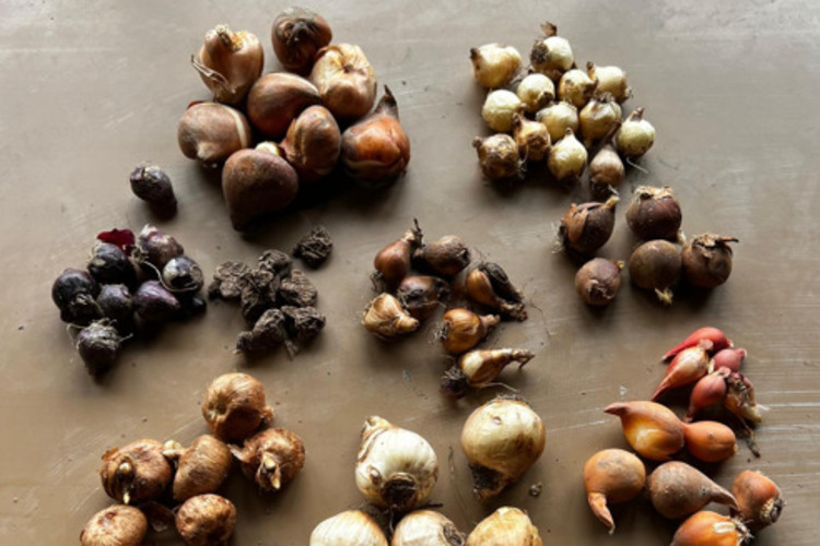 Bollenverkoop op 6 oktober as. in het Ommelander Ziekenhuis